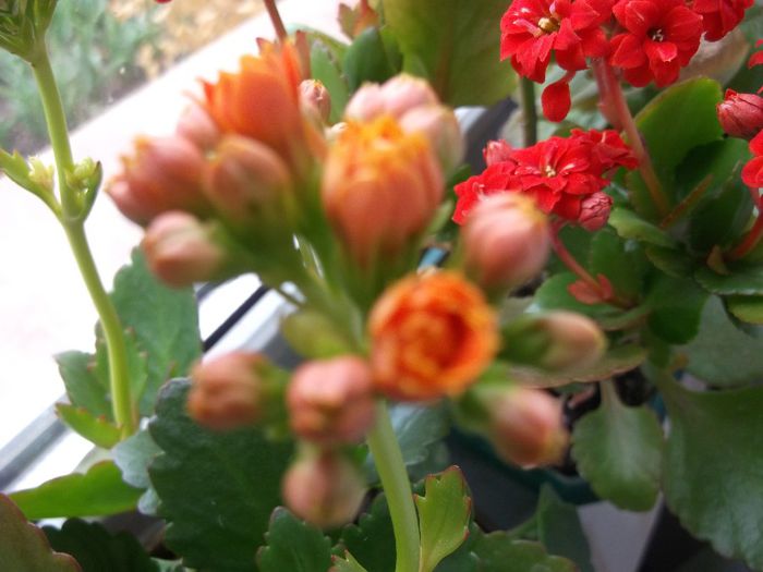 134 - Copy - Primavara 2014