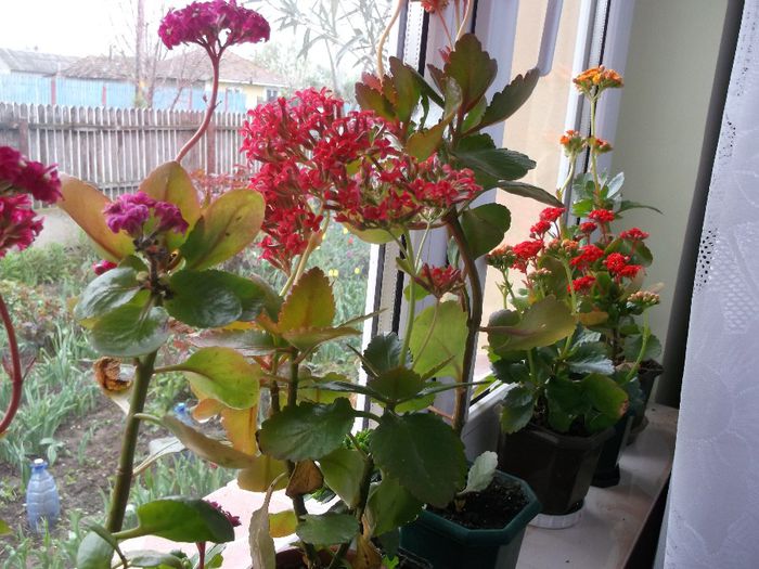 137 - Copy - Primavara 2014