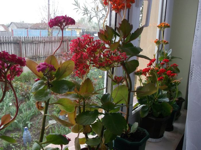 138 - Copy - Primavara 2014