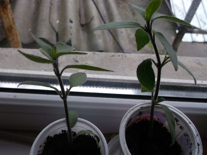 pentru Doina - Primavara 2014