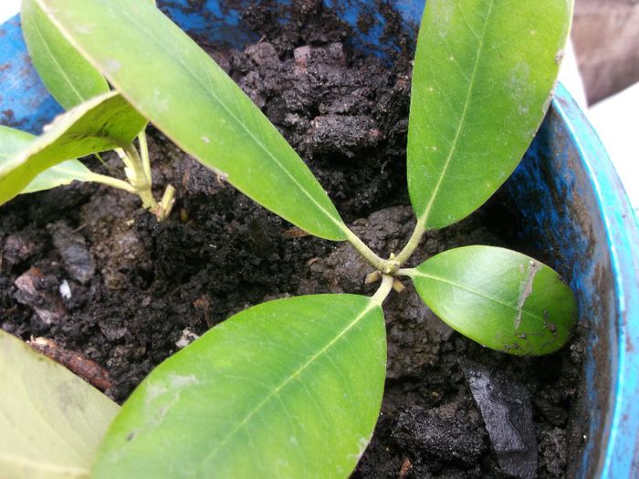 165 - Primavara 2014