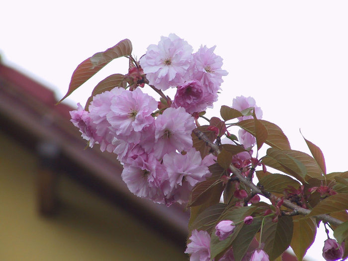 IMG_1704 - flori din gradina