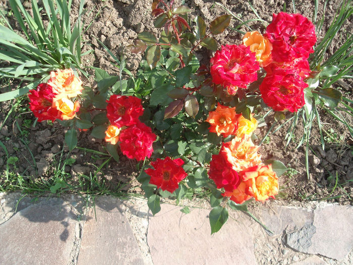 P6091775 - flori din gradina