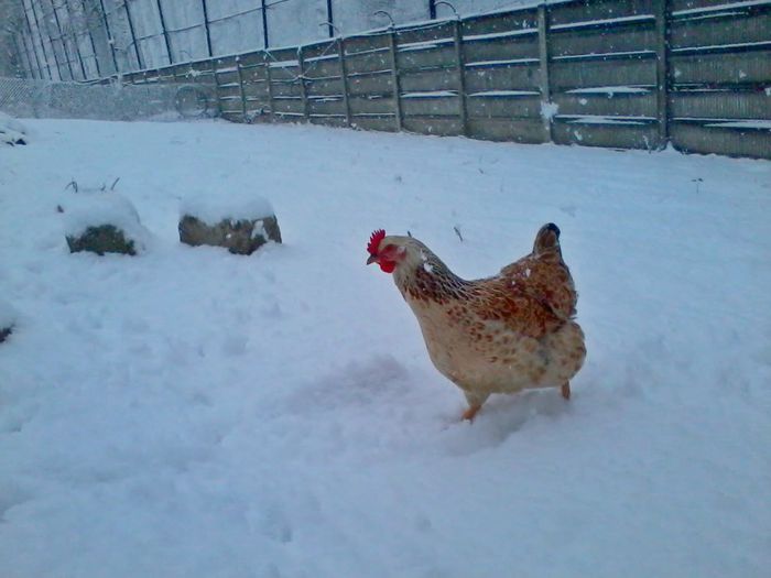 Gaini - Gaini si Cocosi Comuni