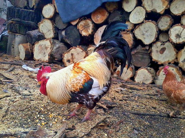 Cocosi - Gaini si Cocosi Comuni