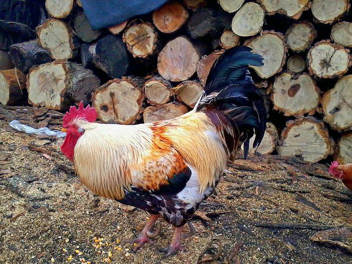 Cocosi - Gaini si Cocosi Comuni