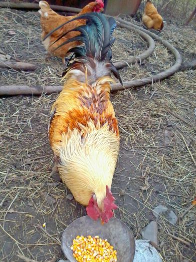 Cocosi - Gaini si Cocosi Comuni