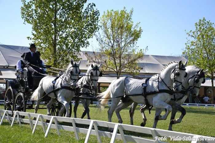 dressAge 2012 - COMPETITION Bartha Eduard