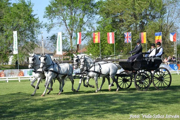 dressage fabian - COMPETITION Bartha Eduard