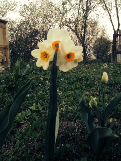 Narcissus Geranium - Flori - 2014