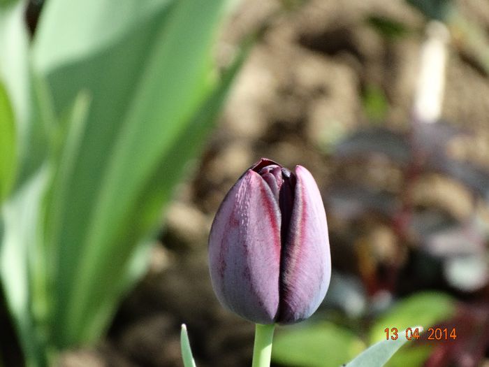DSC02005 - Plante in gradina 2014