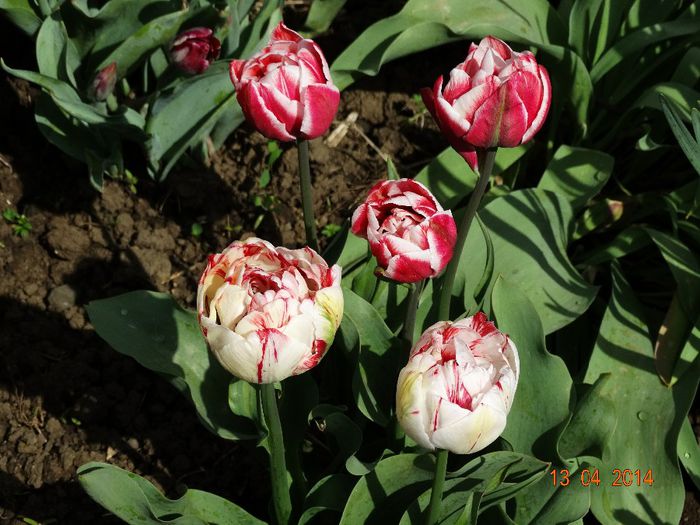 DSC02004 - Plante in gradina 2014