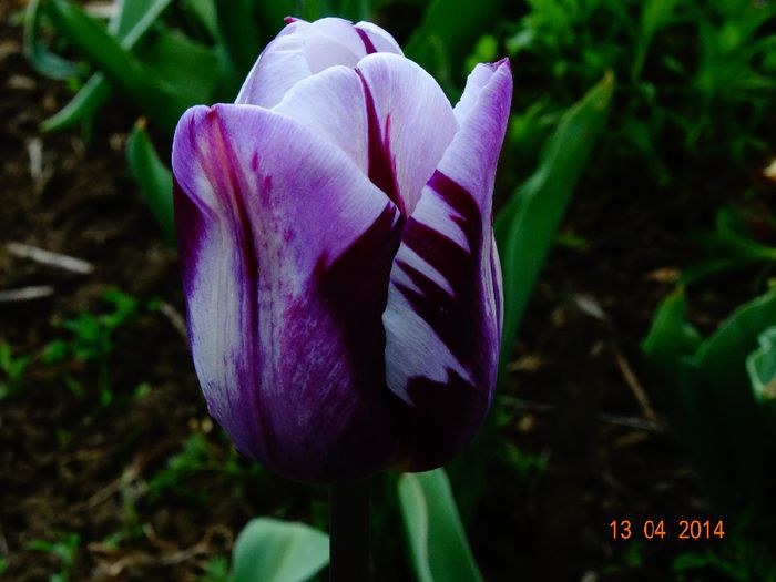 DSC01964 - Plante in gradina 2014
