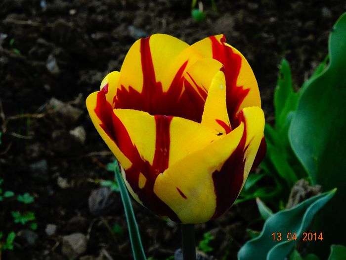 DSC01963 - Plante in gradina 2014