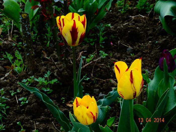 DSC01959 - Plante in gradina 2014