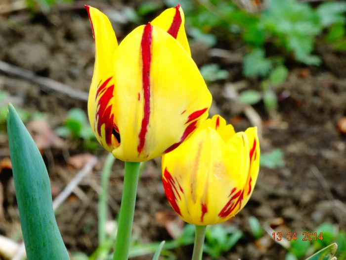 DSC01951 - Plante in gradina 2014