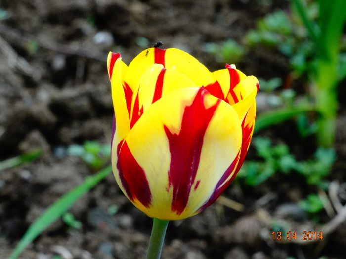 DSC01950