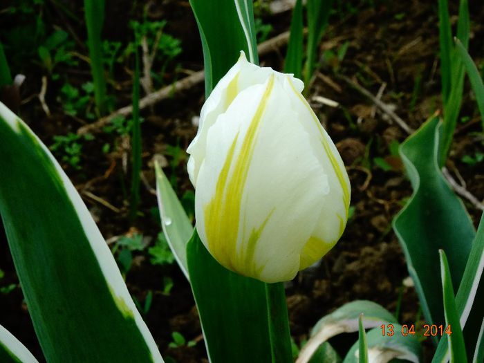 DSC01960