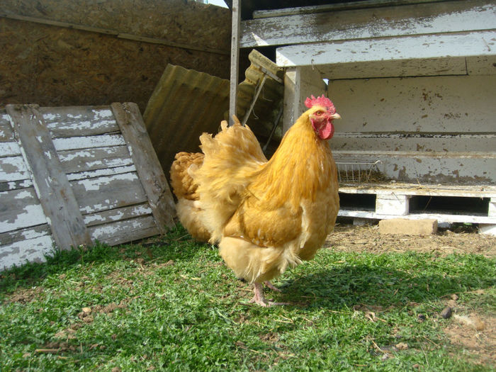 ERICUT LA 2 ANI 477 - Orpington galben