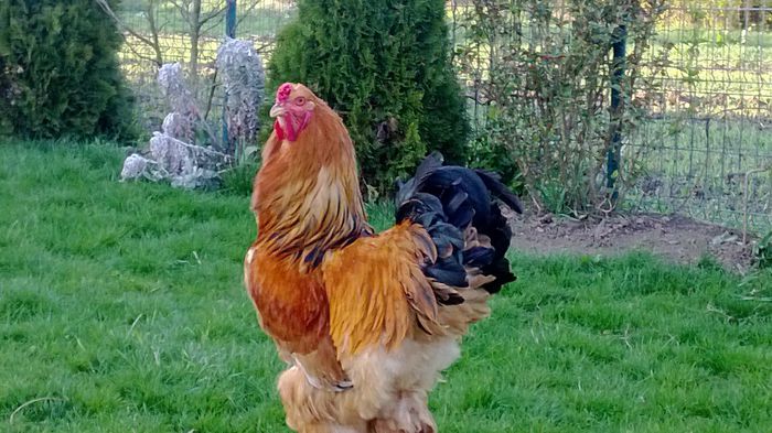 WP_20140408_003[3]; brahma columbia
