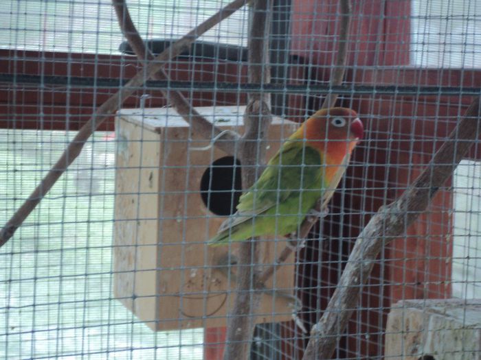 DSC03859 - AGAPORNIS PAPAGALII MEI IUBARETI