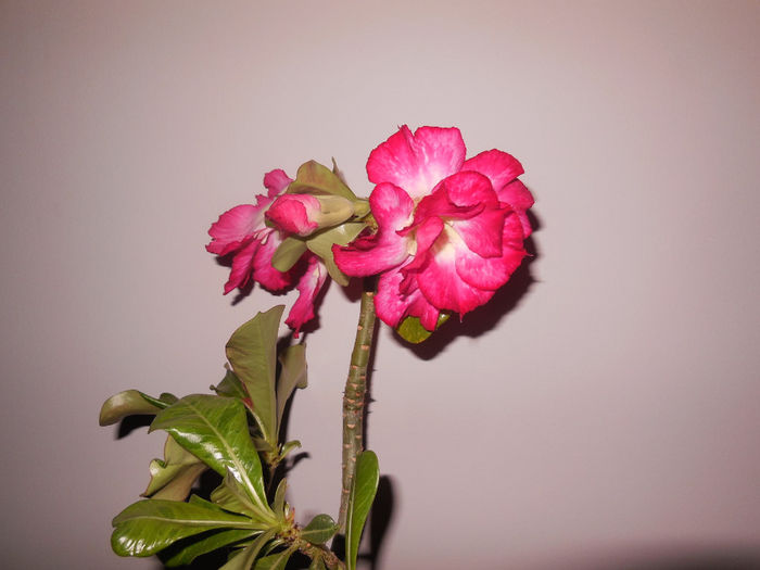 14 apr. 2014 - Adenium2014