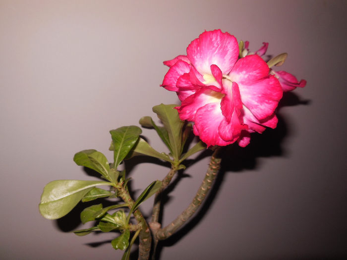 14 apr. 2014 - Adenium2014