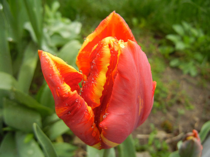 Tulipa Bright Parrot (2014, April 10)