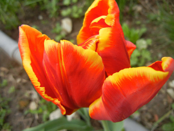 Tulipa Bright Parrot (2014, April 13)