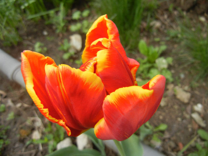 Tulipa Bright Parrot (2014, April 13)