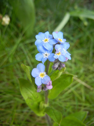 Myosotis alpestris (2014, April 13) - MYOSOTIS Alpestris