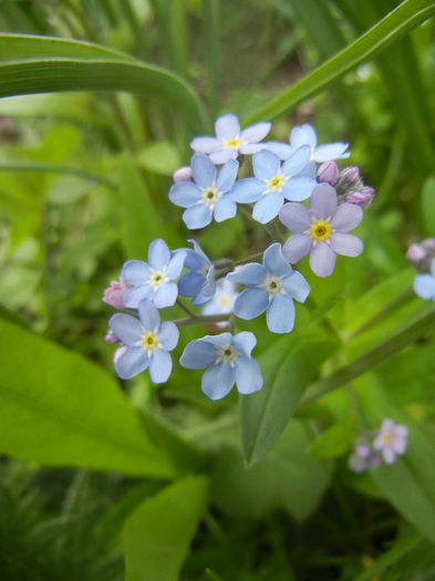 Myosotis alpestris (2014, April 13) - MYOSOTIS Alpestris