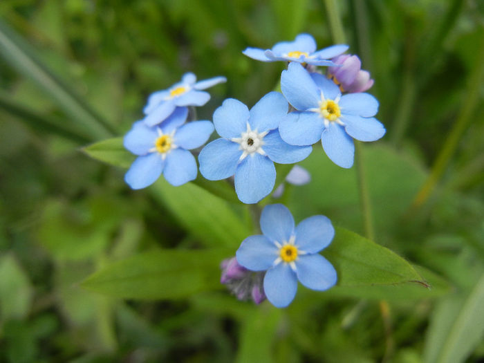 Myosotis alpestris (2014, April 13) - MYOSOTIS Alpestris