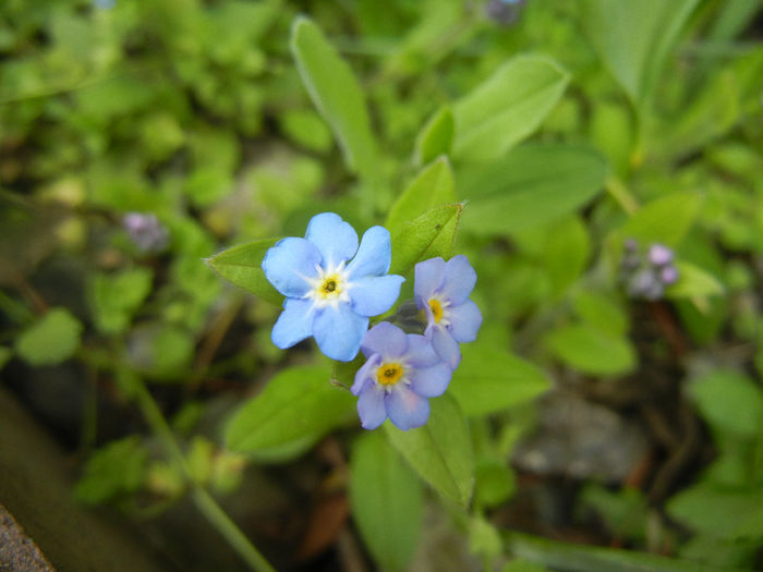 Myosotis alpestris (2014, April 13) - MYOSOTIS Alpestris