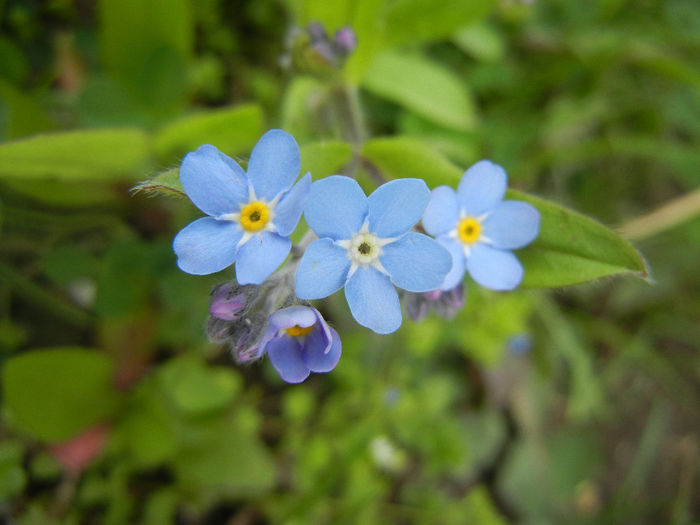 Myosotis alpestris (2014, April 13) - MYOSOTIS Alpestris
