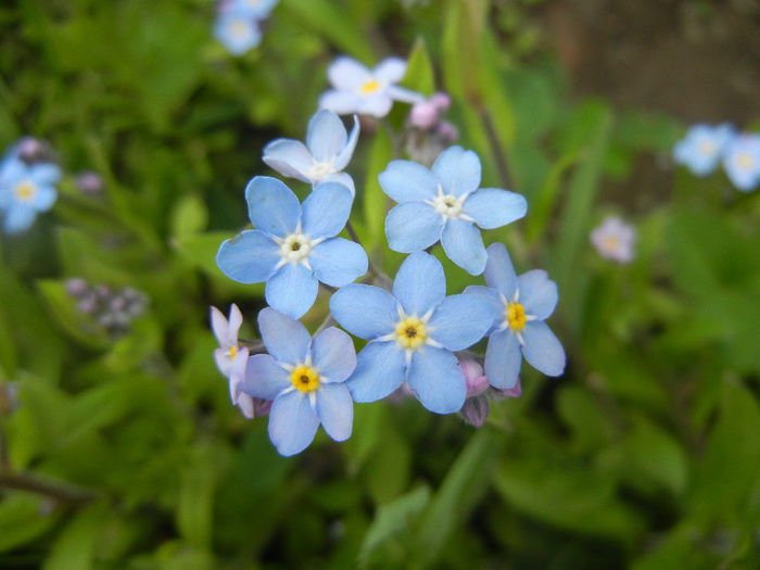 Myosotis alpestris (2014, April 13) - MYOSOTIS Alpestris