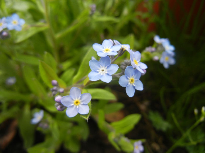 Myosotis alpestris (2014, April 13) - MYOSOTIS Alpestris