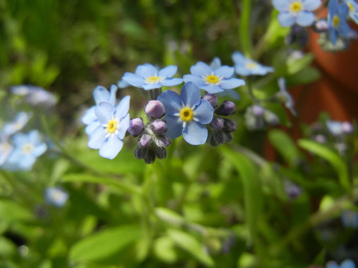 Myosotis alpestris (2014, April 13) - MYOSOTIS Alpestris