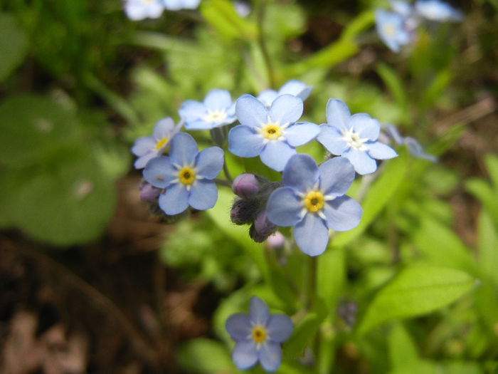Myosotis alpestris (2014, April 13) - MYOSOTIS Alpestris