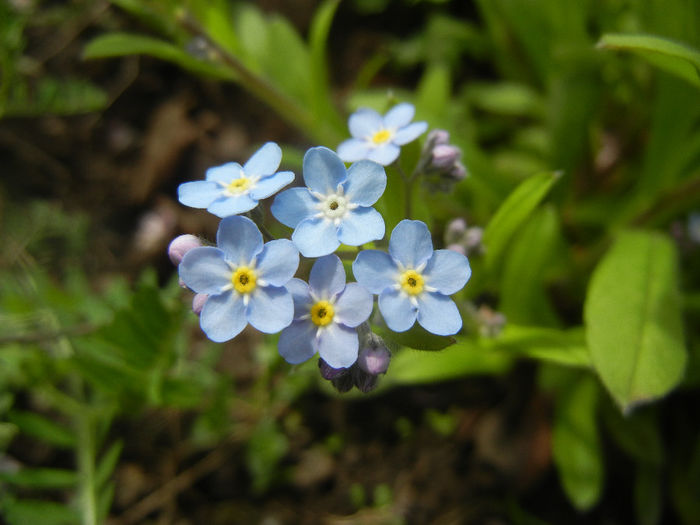 Myosotis alpestris (2014, April 13) - MYOSOTIS Alpestris