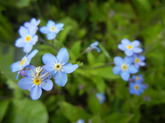 Myosotis alpestris (2014, April 13) - MYOSOTIS Alpestris