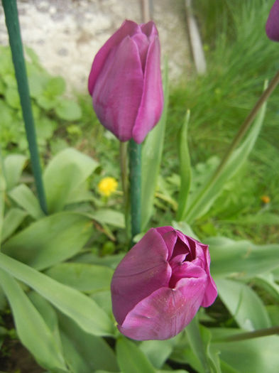 Tulipa Purple Flag (2014, April 13) - Tulipa Purple Flag
