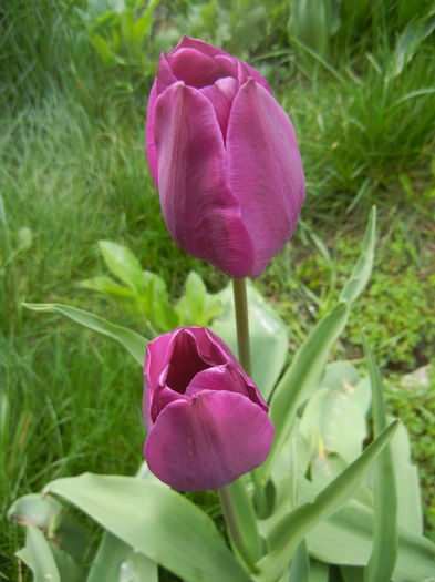 Tulipa Purple Flag (2014, April 13)