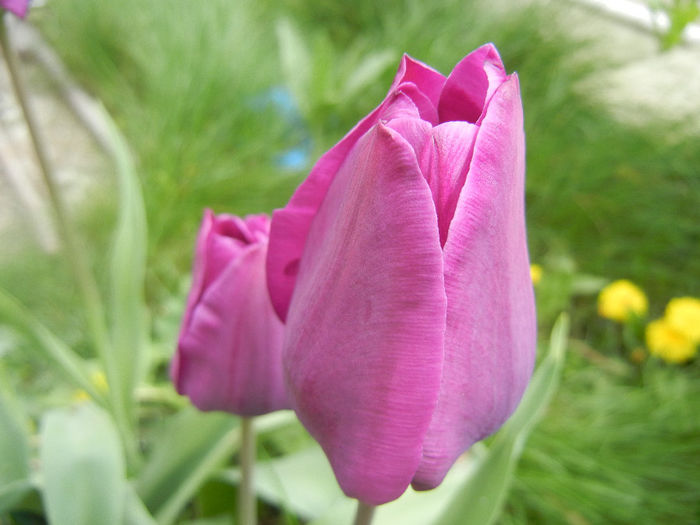 Tulipa Purple Flag (2014, April 13) - Tulipa Purple Flag