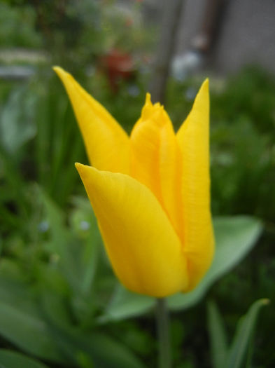 Tulipa Flashback (2014, April 13) - Tulipa Flashback