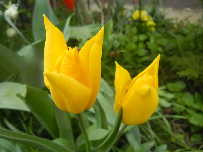 Tulipa Flashback (2014, April 13) - Tulipa Flashback