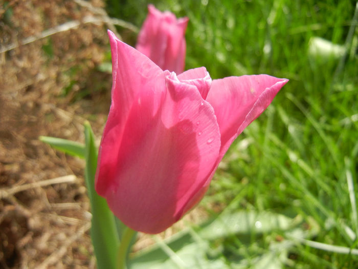 Tulipa Maytime (2014, April 13)