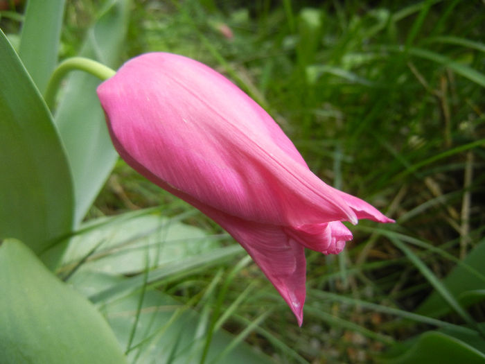 Tulipa Maytime (2014, April 13)