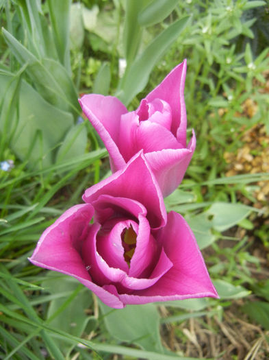 Tulipa Maytime (2014, April 13)