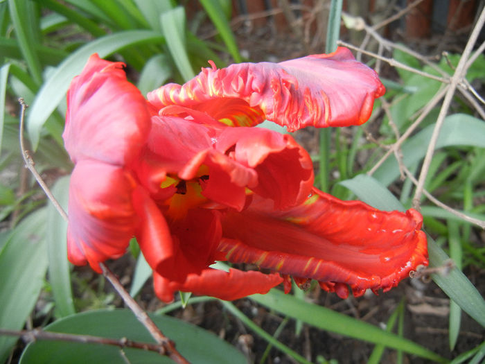 Tulipa Rococo (2014, April 13)
